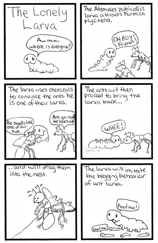 2012 Animal Behavior Comic | Drawing Flies